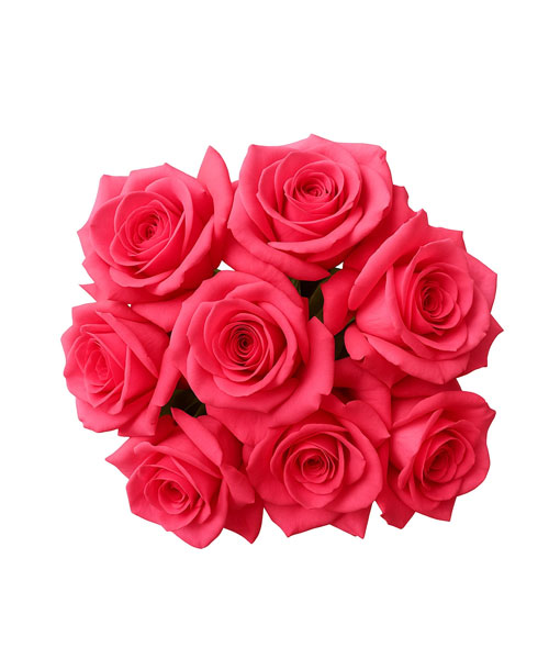 Pink Rose