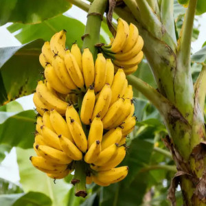 Banana(Singapuri)