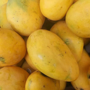 Mango Himsagar