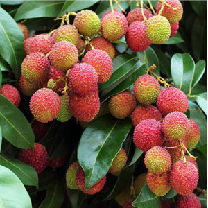 Litchi