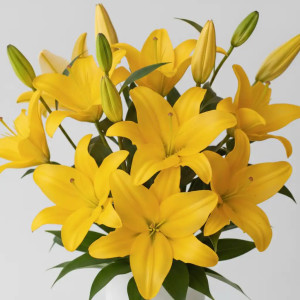 Yellow Lilie