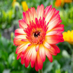 Gerbera