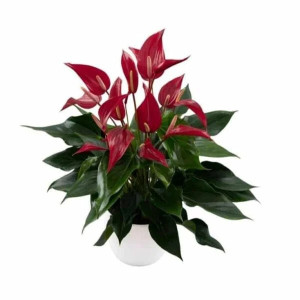 Anthurium
