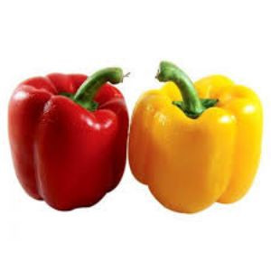Capsicum
